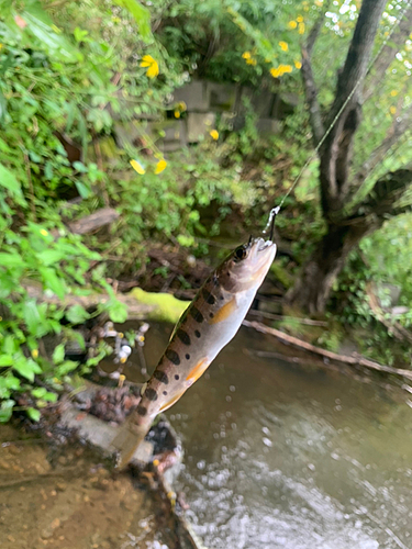 ヤマメの釣果