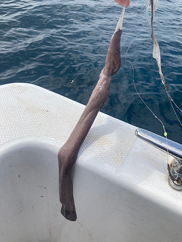 ヌタウナギの釣果