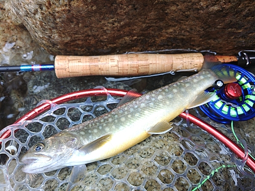 イワナの釣果