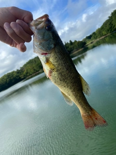 ラージマウスバスの釣果