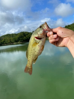 ラージマウスバスの釣果