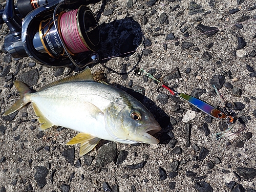 シオの釣果