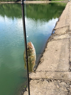 ラージマウスバスの釣果