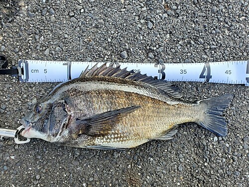 クロダイの釣果