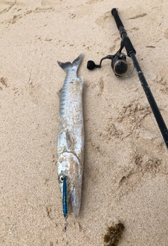 オニカマスの釣果