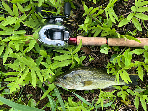 ラージマウスバスの釣果