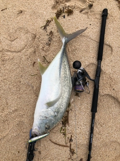 オニヒラアジの釣果