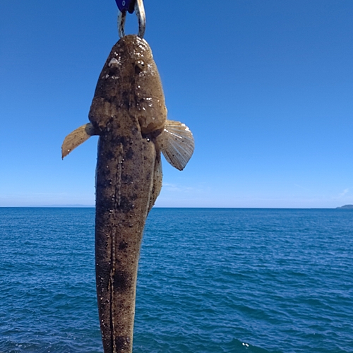 マゴチの釣果