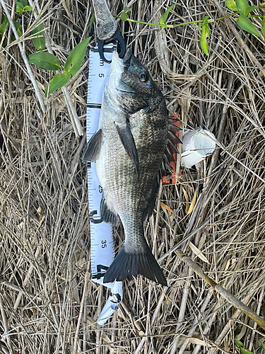 チヌの釣果