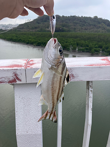 コトヒキの釣果