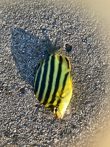 カゴカキダイの釣果