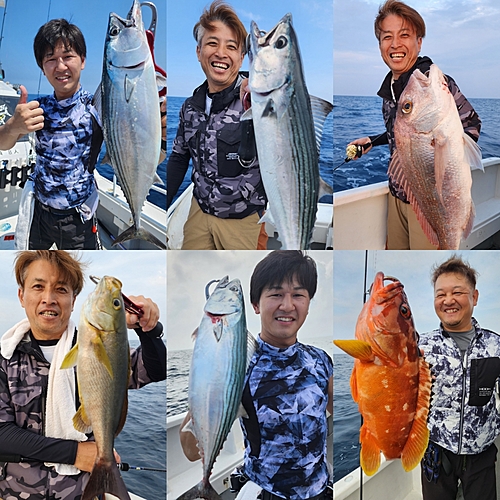 ハガツオの釣果