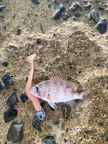 タイの釣果