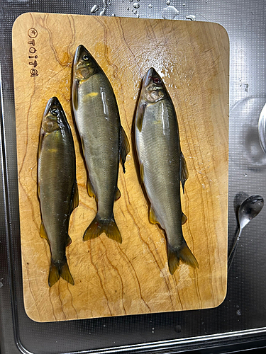 アユの釣果