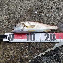 ポンスケパンチ さんの 2023年08月14日のカサゴの釣り・釣果情報(神奈川県 - ふれーゆ) - アングラーズ