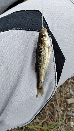 フナの釣果