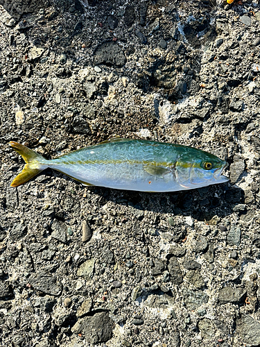 ワカシの釣果