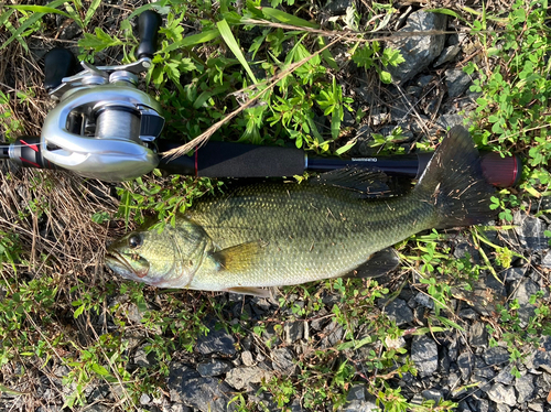 ラージマウスバスの釣果