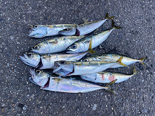 サバの釣果