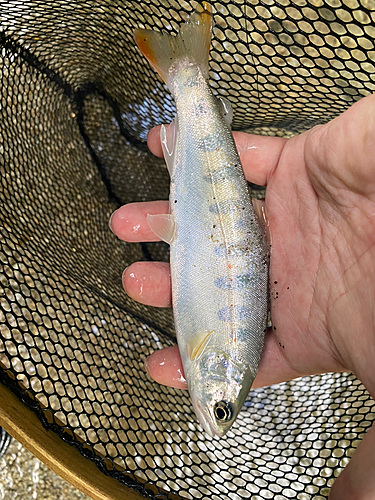 アマゴの釣果