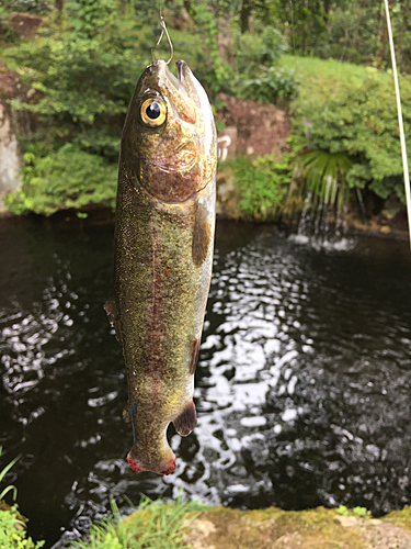 ニジマスの釣果