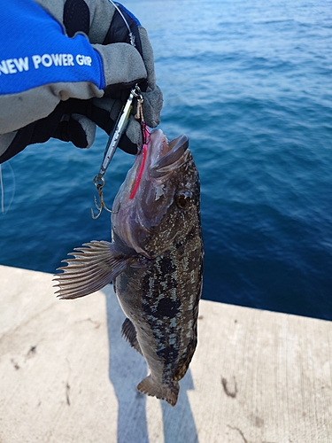 アイナメの釣果