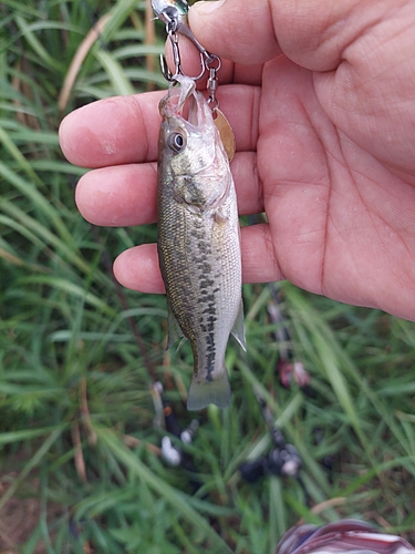 ラージマウスバスの釣果