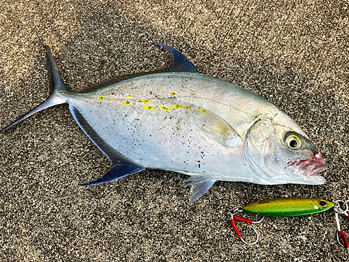 ナンヨウカイワリの釣果