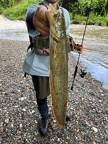 ニホンナマズの釣果