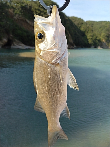 ヒラスズキの釣果