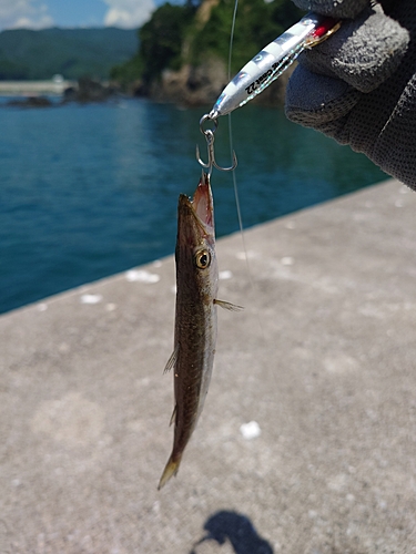 カマスの釣果