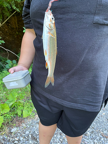 ウグイの釣果