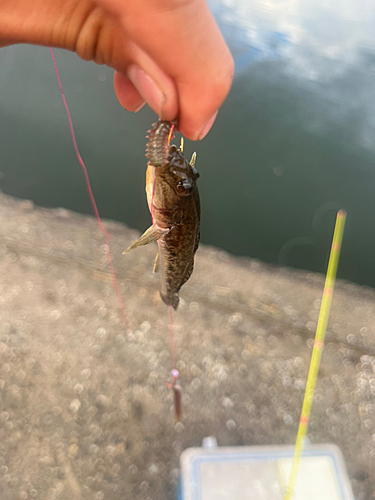 マハゼの釣果