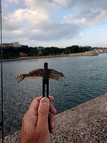 ハゼの釣果