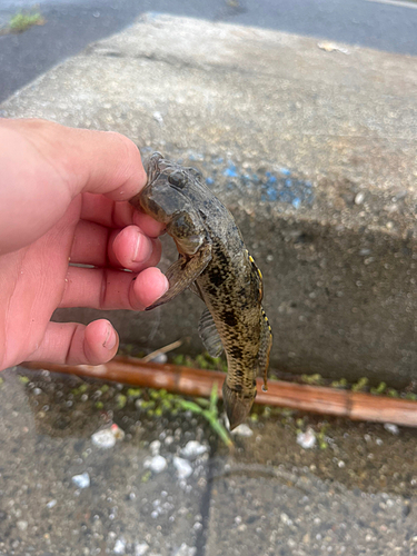 ウロハゼの釣果