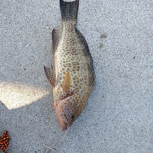 オオモンハタの釣果