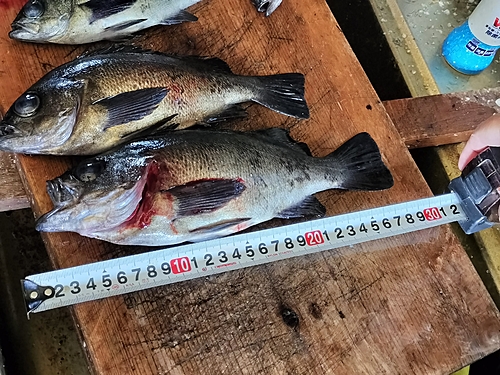 クロメバルの釣果