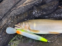 アユの釣果