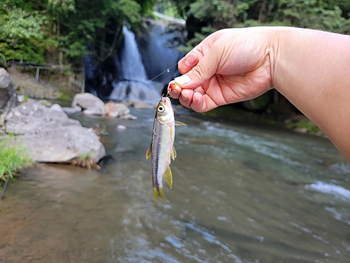 カワムツの釣果