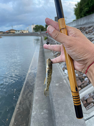 マハゼの釣果