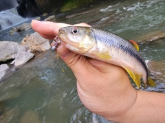 カワムツの釣果