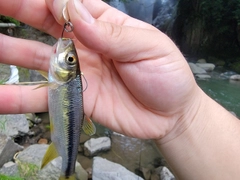 カワムツの釣果