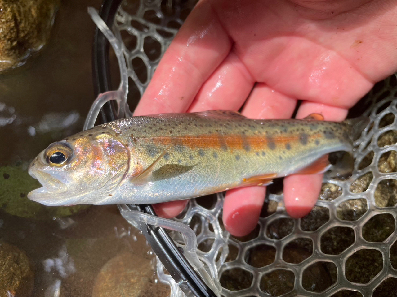 SRT さんの 2023年08月14日のニジマスの釣り・釣果情報(鳥取県 - 鳥取県日野郡日南町近辺) - アングラーズ |  釣果500万件の魚釣り情報サイト