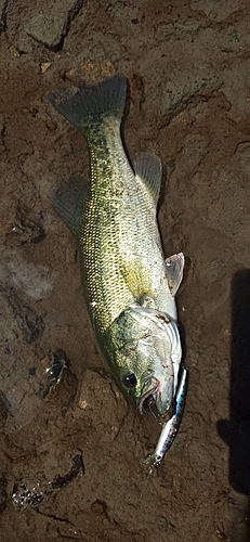 ラージマウスバスの釣果