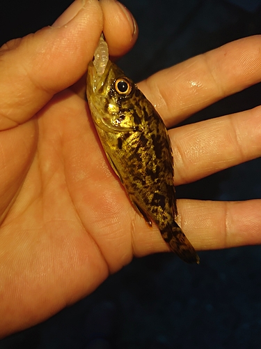 タケノコメバルの釣果