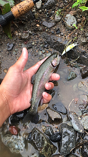 ニジマスの釣果