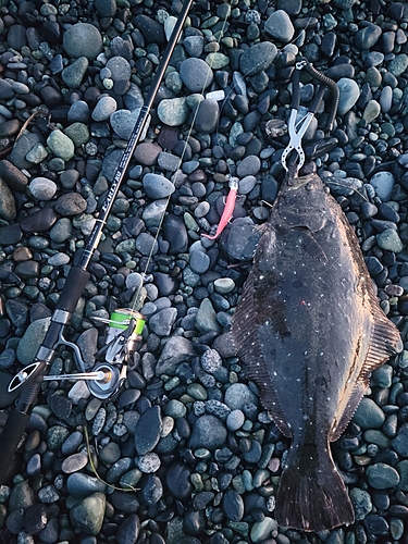 ヒラメの釣果