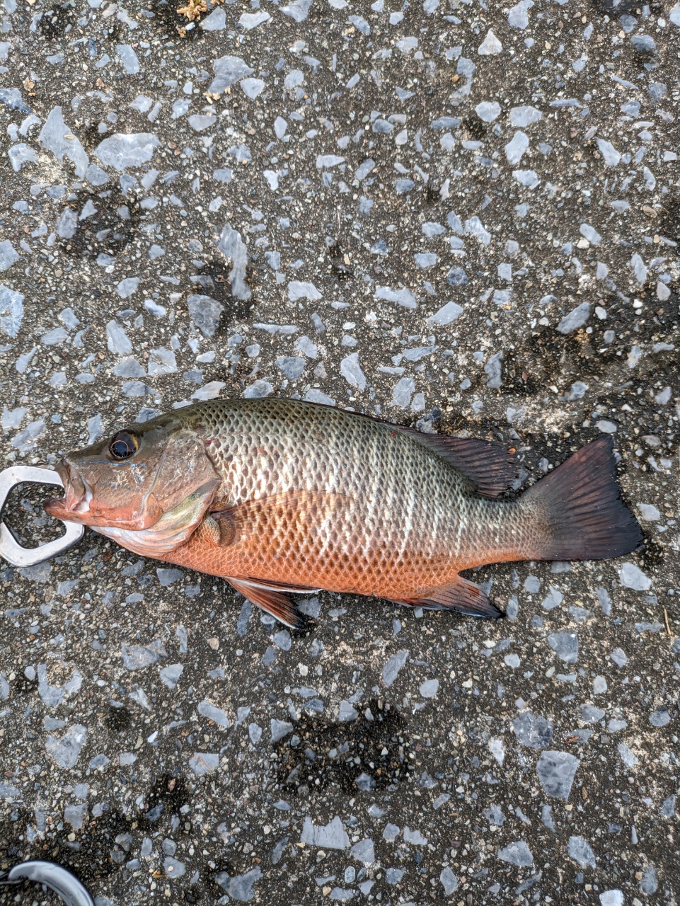 ゴマフエダイの釣果・釣り情報まとめ【2023年最新】 - アングラーズ