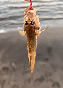 マハゼの釣果