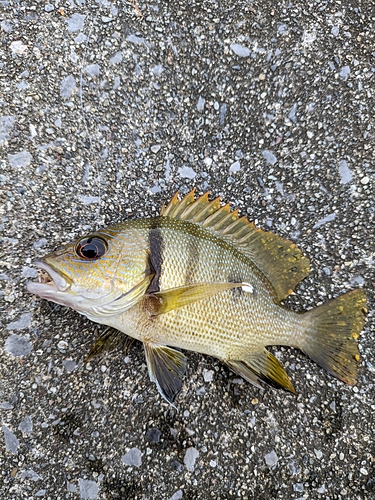 ナミフエダイの釣果